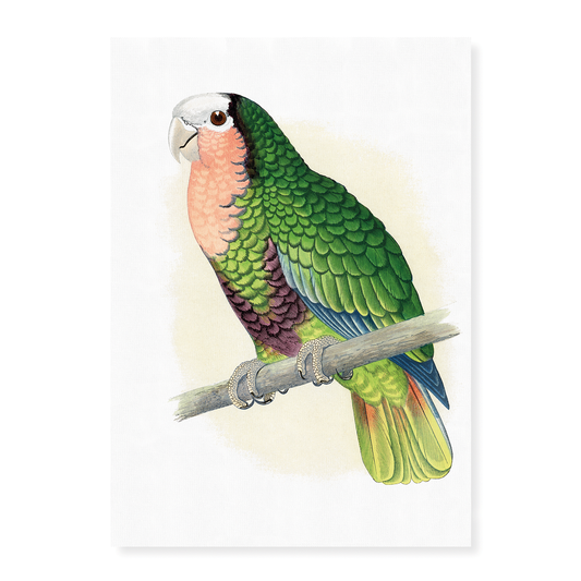 Red-Throated White-Fronted Amazon  - Art Print