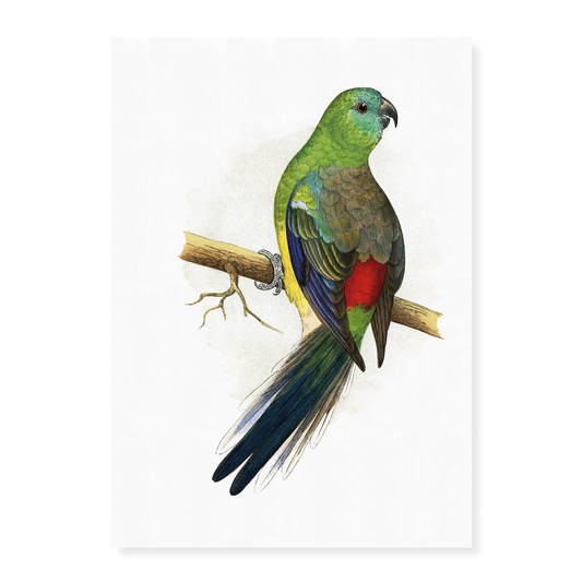 Blood or Red-Rumped Parrakeet  - Art Print