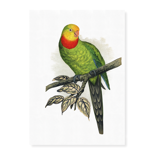 Barraband's Parakeet - Art Print