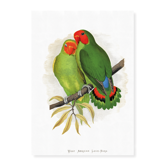 West African Love-Bird - Art Print