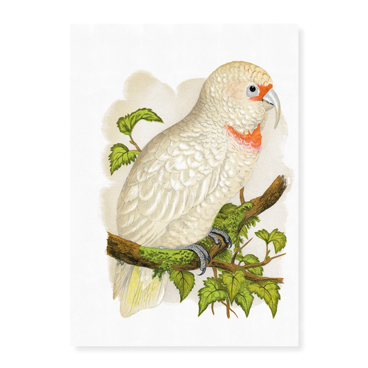 Slender-Billed Cockatoo - Art Print