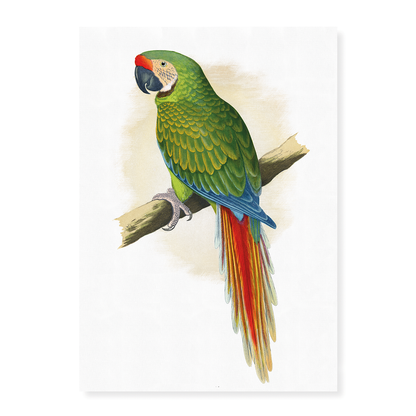 Military Macaw - Art Print