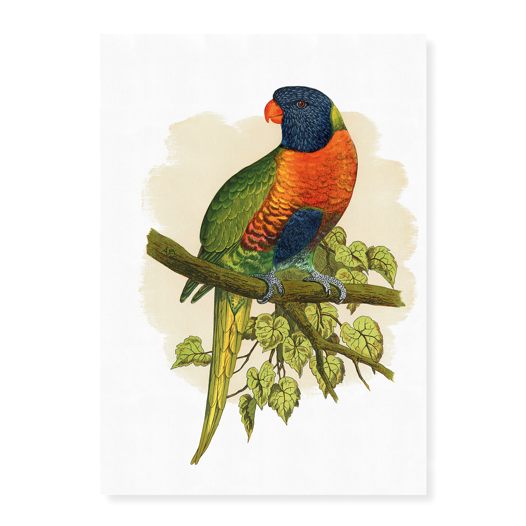 Blue Mountain Lory - Art Print