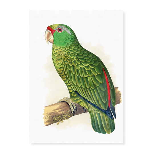 Festive Amazon Parrot - Art Print