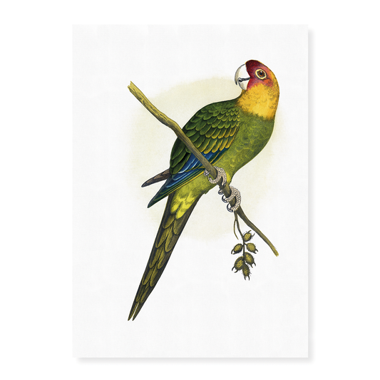 Carolina Parrot - Art Print