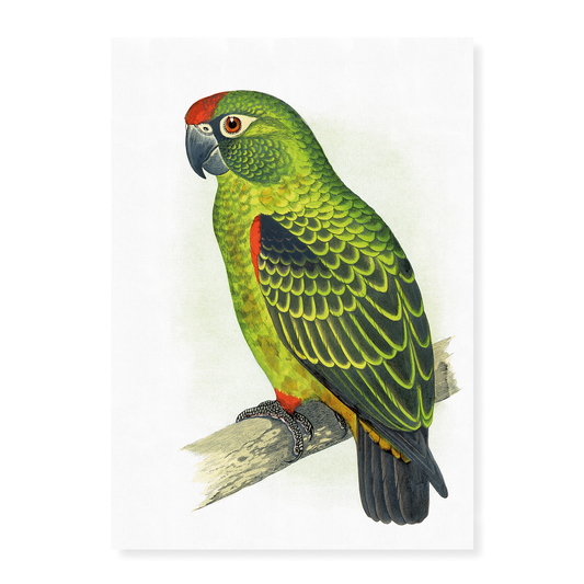 Jardine's Parrot - Art Print