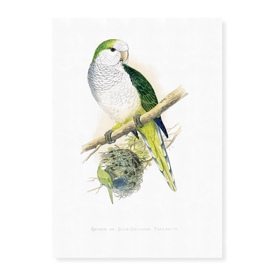 Quaker or Grey-breasted Parrakeet  - Art Print