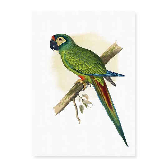 llliger's Macaw - Art Print