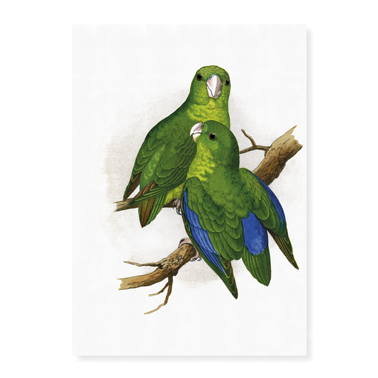 Passerine or Blue-winged Parrakeet  - Art Print