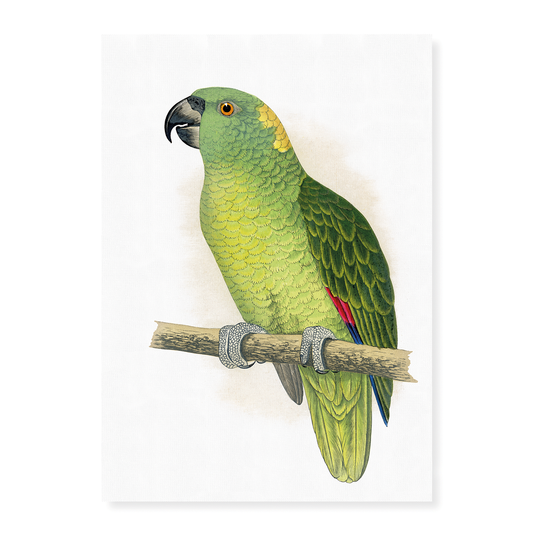 Yellow-Naped Amazon - Art Print