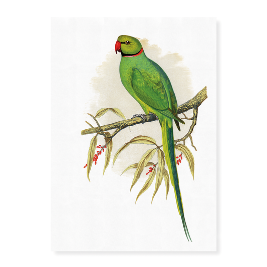 Ring-Necked or Bengal Parakeet  - Art Print