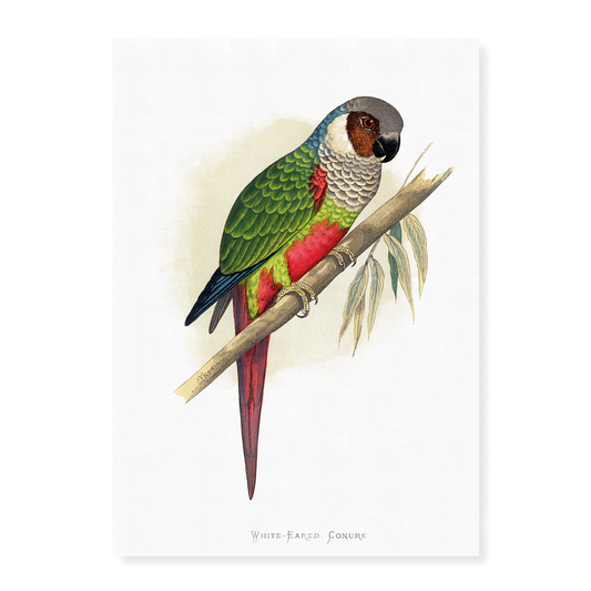 White-Eared Conure - Art Print