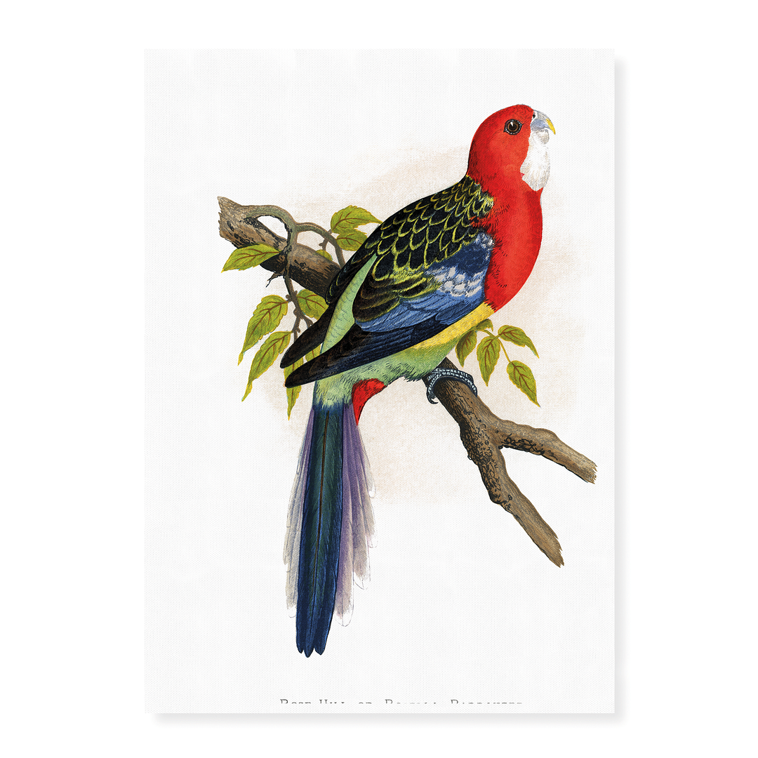 Rose-Hill or Rosella Parrakeet  - Art Print