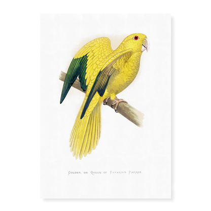 Golden or Queen Bavaria's Parrot  - Art Print