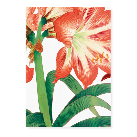 Amaryllis flower By Tanigami Kônan Art-Print