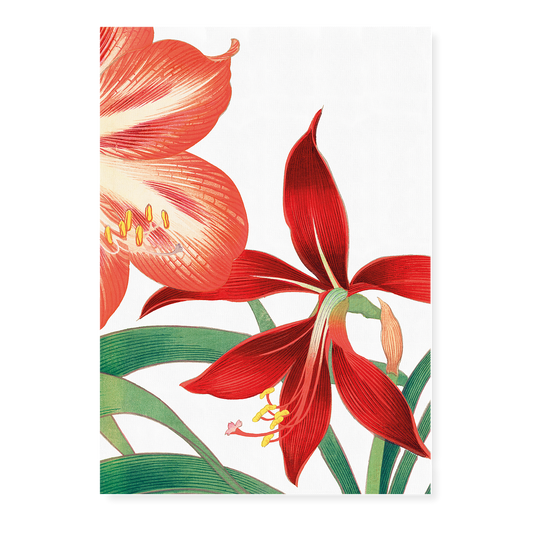 Amaryllis By Tanigami Kônan Art-Print