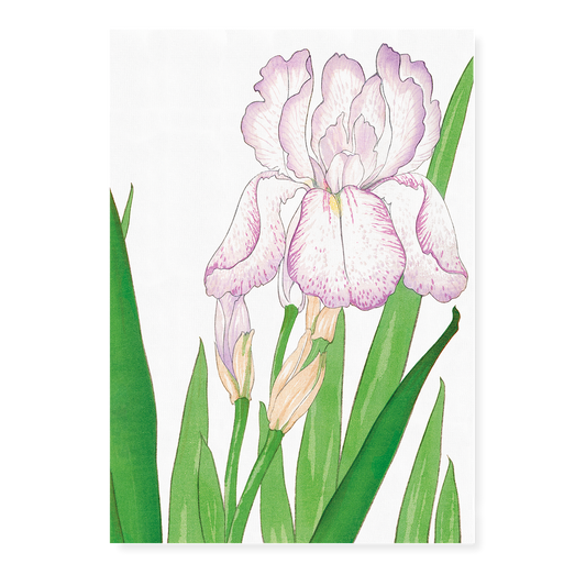 Iris flower By Tanigami Kônan Art-Print