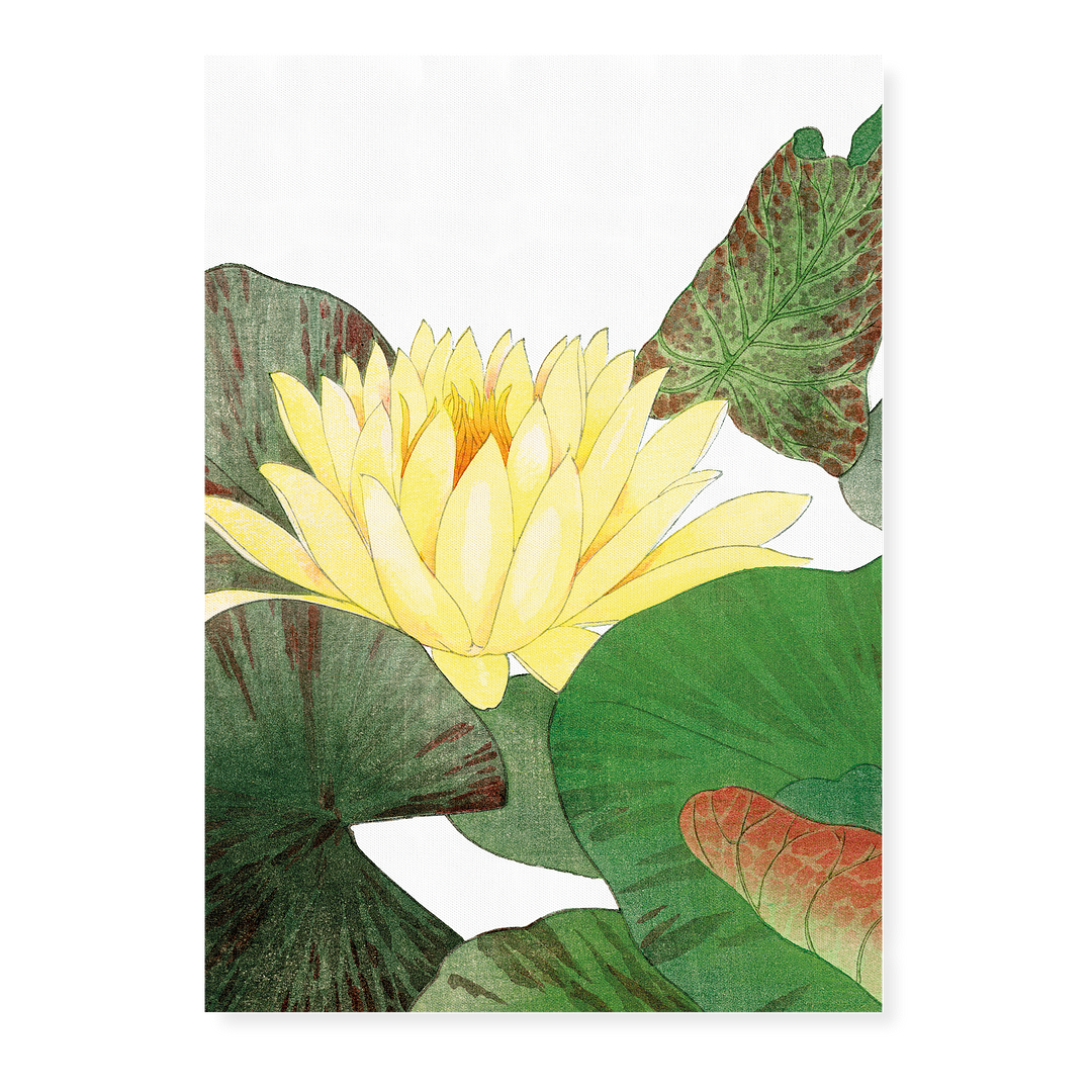 Nymphaea Lotus By Tanigami Kônan Art-Print