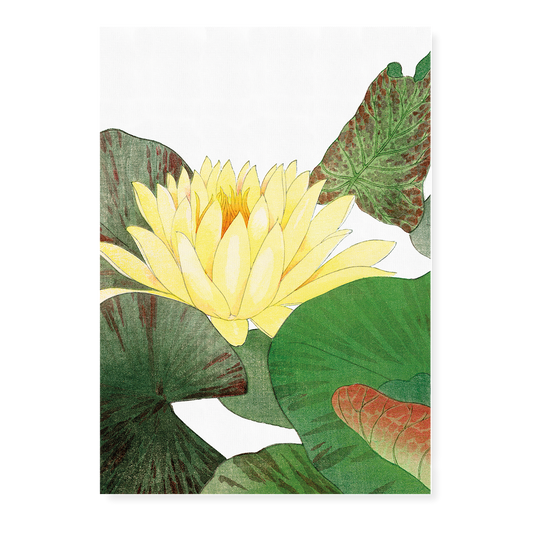 Nymphaea Lotus By Tanigami Kônan Art-Print