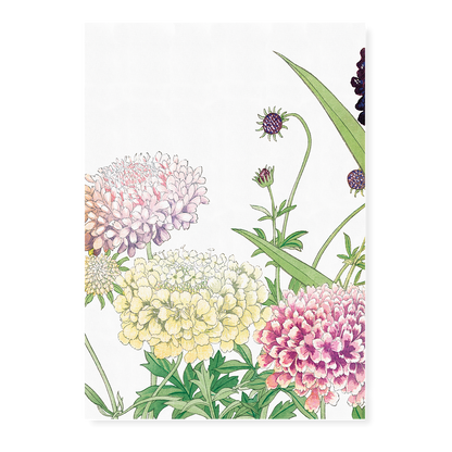 Scabiosa By Tanigami Kônan Art-Print