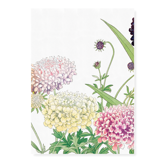 Scabiosa By Tanigami Kônan Art-Print