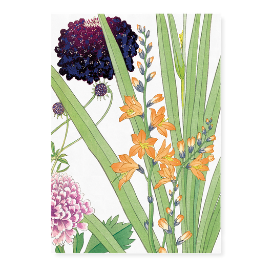 Scabiosa & Montbretia By Tanigami Kônan Art-Print