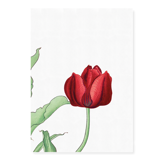 Red Tulip By Tanigami Kônan Art-Print