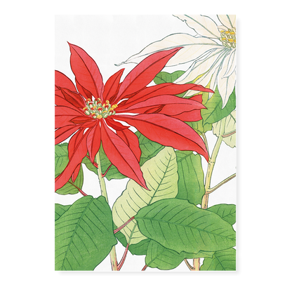 Poinsettia By Tanigami Kônan Art-Print