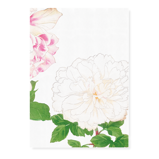 White Rose By Tanigami Kônan Art-Print