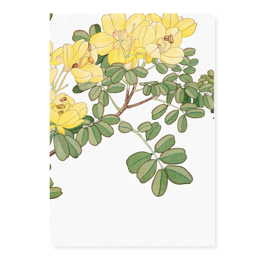 Allamanda Flower By Tanigami Kônan Art-Print