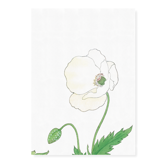 White Poppie By Tanigami Kônan Art-Print