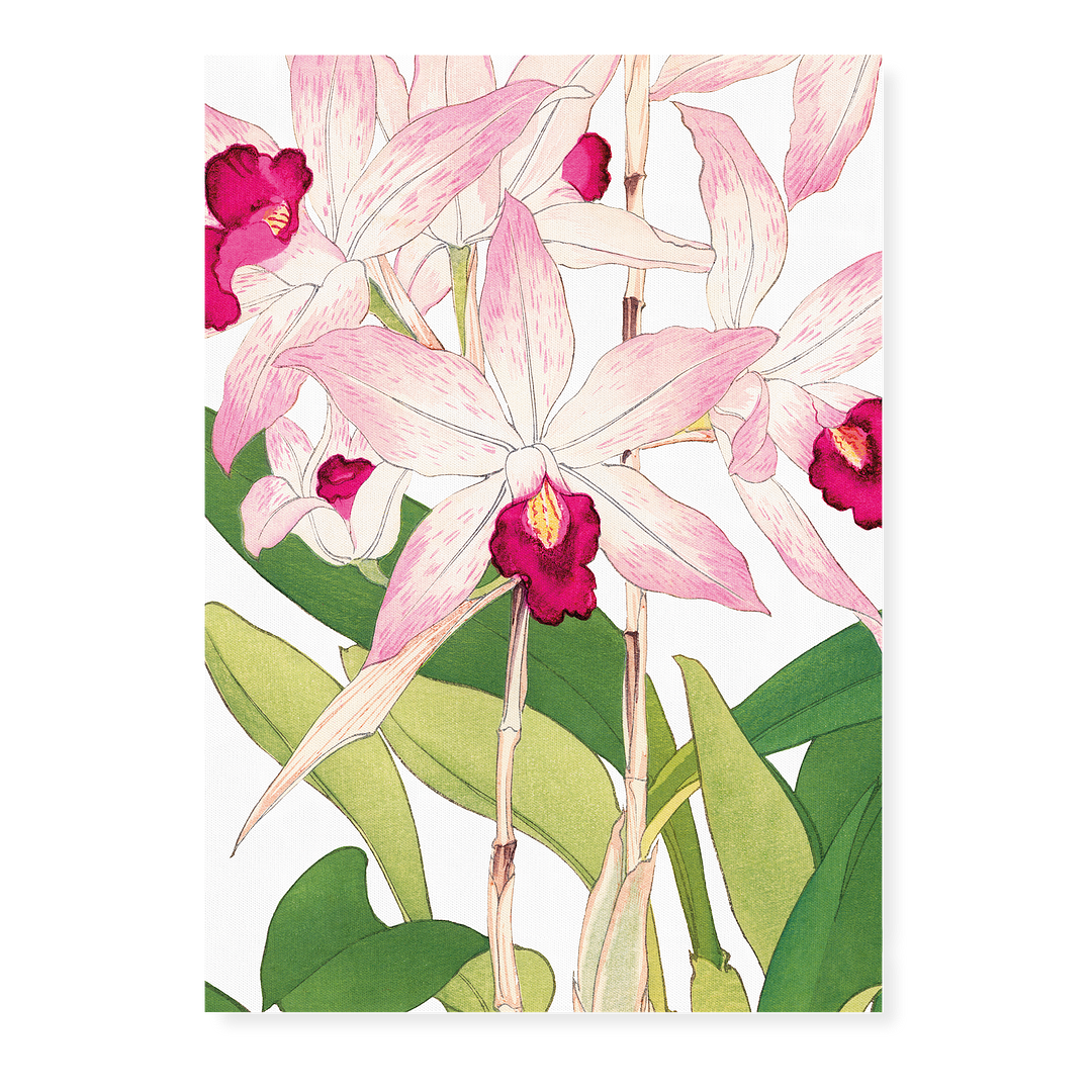 Orchid By Tanigami Kônan Art-Print