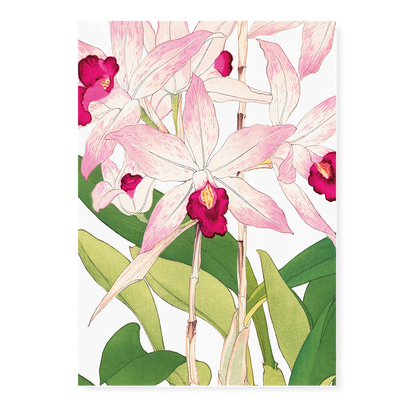 Orchid By Tanigami Kônan Art-Print