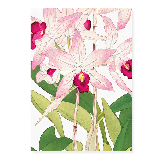 Orchid By Tanigami Kônan Art-Print