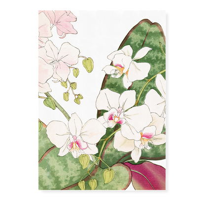 Orchids flower By Tanigami Kônan Art-Print