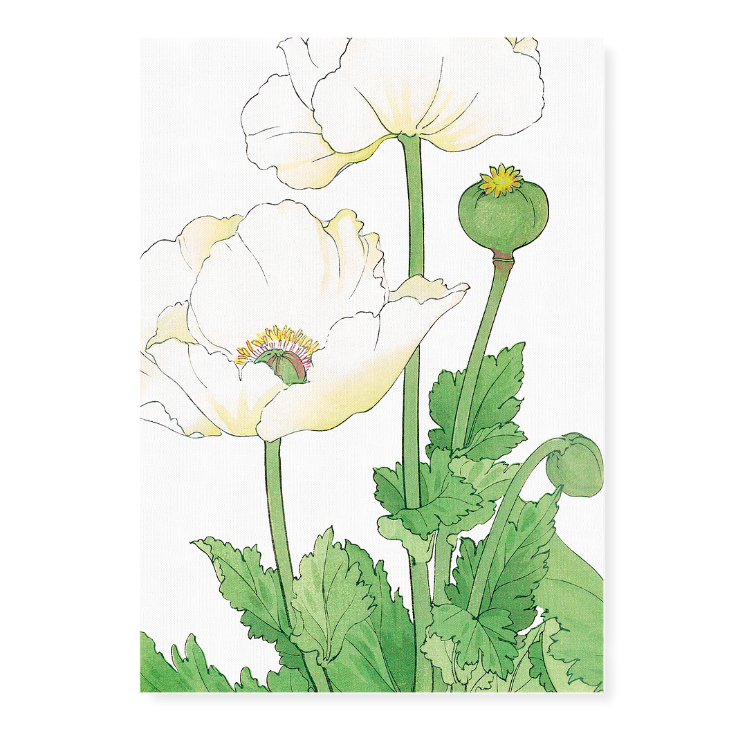 White Poppies By Tanigami Kônan Art-Print