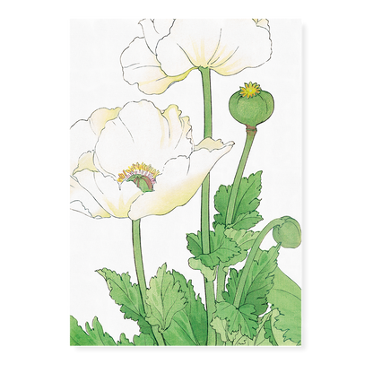 White Poppies By Tanigami Kônan Art-Print