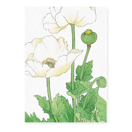 White Poppies By Tanigami Kônan Art-Print