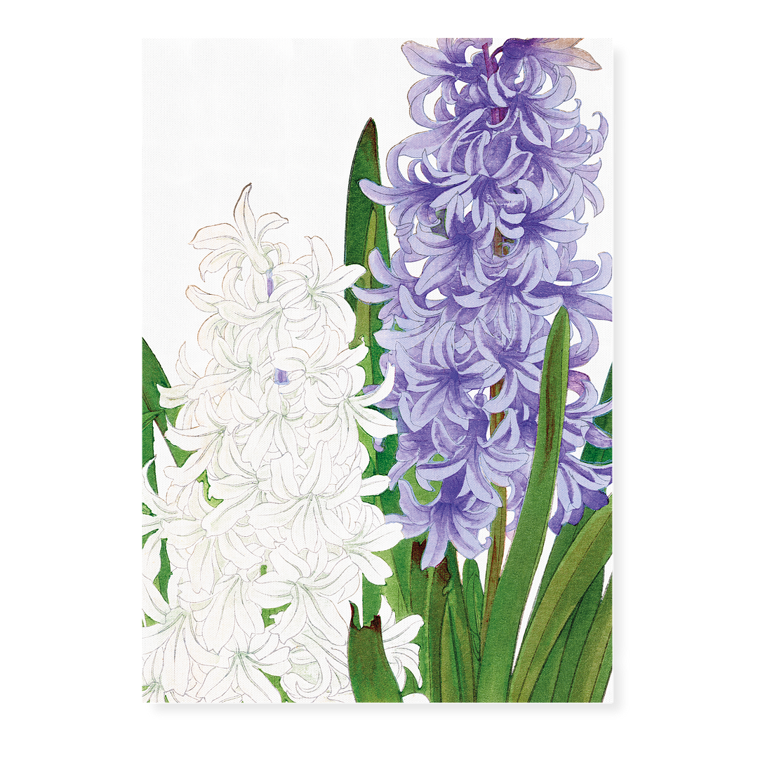 Hyacinthus By Tanigami Kônan Art-Print