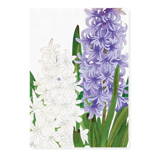 Hyacinthus By Tanigami Kônan Art-Print