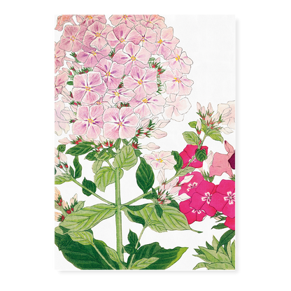 Phlox By Tanigami Kônan Art-Print