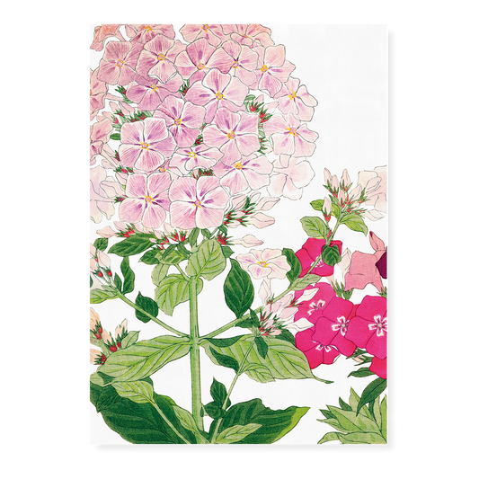 Phlox By Tanigami Kônan Art-Print