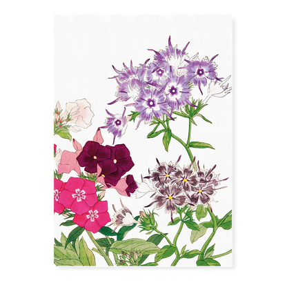 Phlox Flower By Tanigami Kônan Art-Print