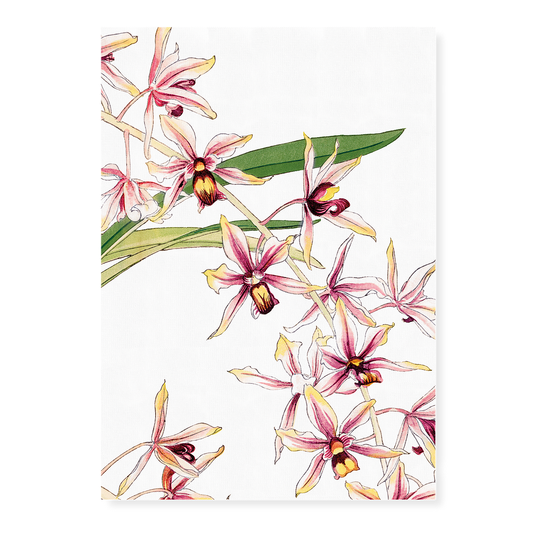 Cymbidium Orchid By Tanigami Kônan Art-Print