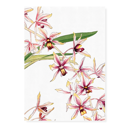 Cymbidium Orchid By Tanigami Kônan Art-Print