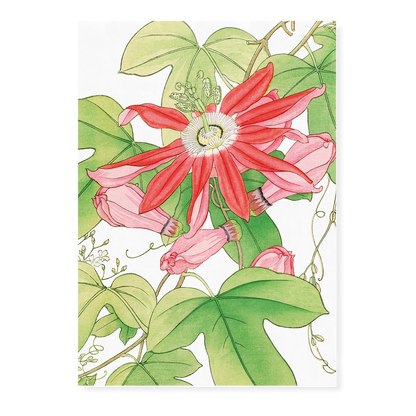 Passion flower By Tanigami Kônan Art-Print