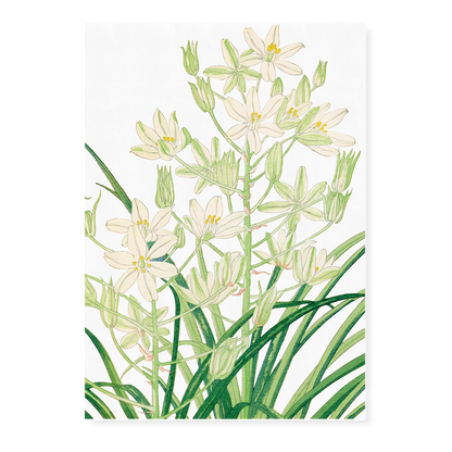 Ornithogalum By Tanigami Kônan Art-Print