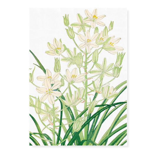 Ornithogalum By Tanigami Kônan Art-Print