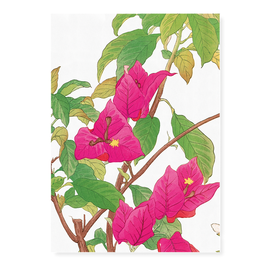 Bougainvillea By Tanigami Kônan Art-Print