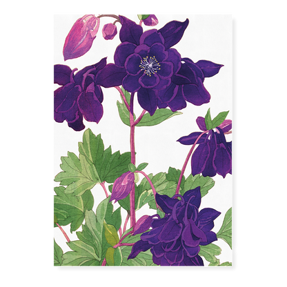 Aquilegia By Tanigami Kônan Art-Print